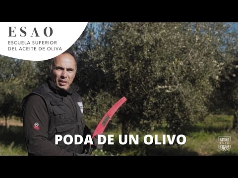 Practical example of olive tree pruning | Olive grove management | Master Consultant in Olive Oil