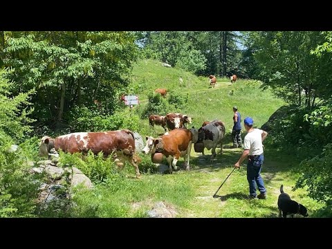 #transhumance unexpected encounter with a herd at "Pian Bosch" Ala di Stura