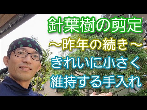 木の剪定に関する10のヒント トピックス