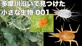 多摩川沿いで見つけた小さな生き物001