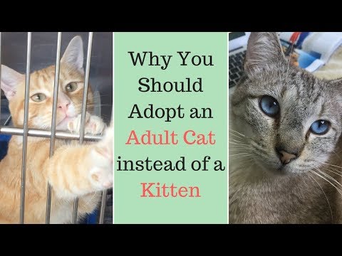 Don't Adopt a Kitten! Consider doing THIS instead