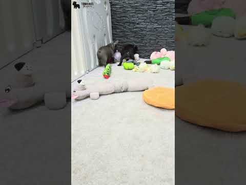 Video 4