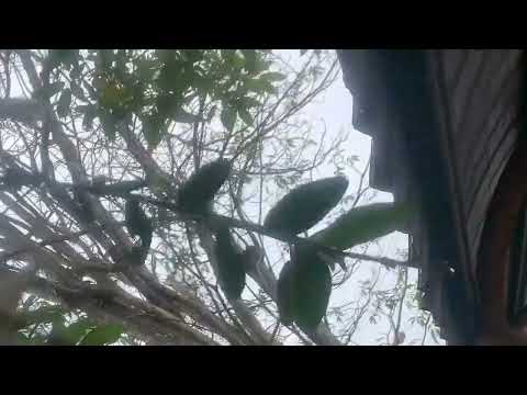 Beautiful flowers Malaysia Sabah ranau Kotakinabalu 26-2-2023.