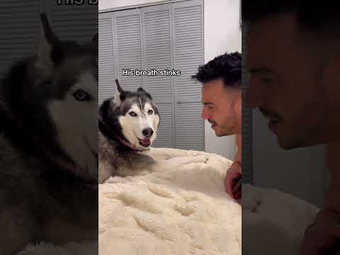 I Cant Believe My Talking Husky Just Said This 😅😂 #dog #funny #husky #puppy #funnydog