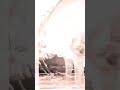 Tamanna Bhatia Hot Scene Jee Karda Plan A Plan B Tamanna Bhatia Web Series Hotstar Shorts