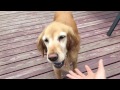 Sammy Plays Catch And Fetch
