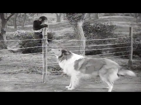 Lassie | The Watch Dog | Full Episodes | Kids Cartoon | Videos For Kids