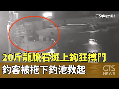 20斤龍膽石斑上鉤狂搏鬥　釣客被拖下釣池救起
