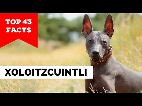 99% of Xolo Owners Don't Know This