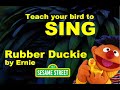 Teach Your Bird To Whistle Rubber Duckie By Ernie From Sesame Street 1 Hour Black Screen Ducky