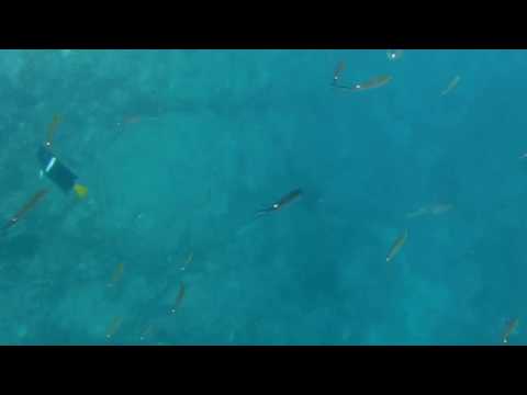Snorkeling in Puerto Vallarta, Mexico