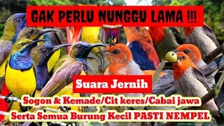 Download lagu SUARA PIKAT BURUNG KECIL TERBUKTI AMPUH‼️KOMBINASI SUARA SOGON RIBUT DAN KEMADE RIBUT  mp3 Download lagu SUARA PIKAT BURUNG KECIL TERBUKTI AMPUH‼️KOMBINASI SUARA SOGON RIBUT DAN KEMADE RIBUT  mp3