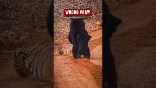 Download lagu 5 Predator yang Salah Memilih Mangsa 😱 mp3