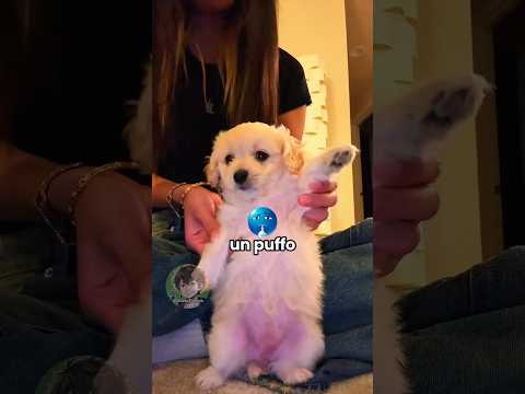 Vita da cani 🐶 EP. 77