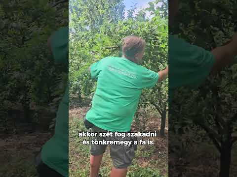 Termésritkítás túlterhelt ágakon videó
