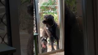 悪い犬は出てなさい！ #犬 #ラブラドール #ミニチュアシュナウザー #犬動画 #いぬのいる生活 #dog #labrador #minischnauzer #dogshorts