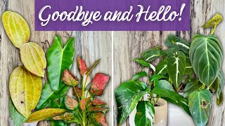 Out With The Old, In With The New | Refreshing My Plant Collection