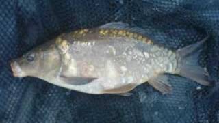 preview picture of video 'Steven Jones Carp Fishing Blaen Nant April - July 2007'