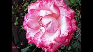 Les Roses du Jardin  n°2  -Brigitte Uras