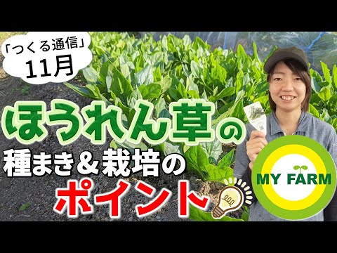 園芸 忍耐、スイバほうれん草、永遠のほうれん草