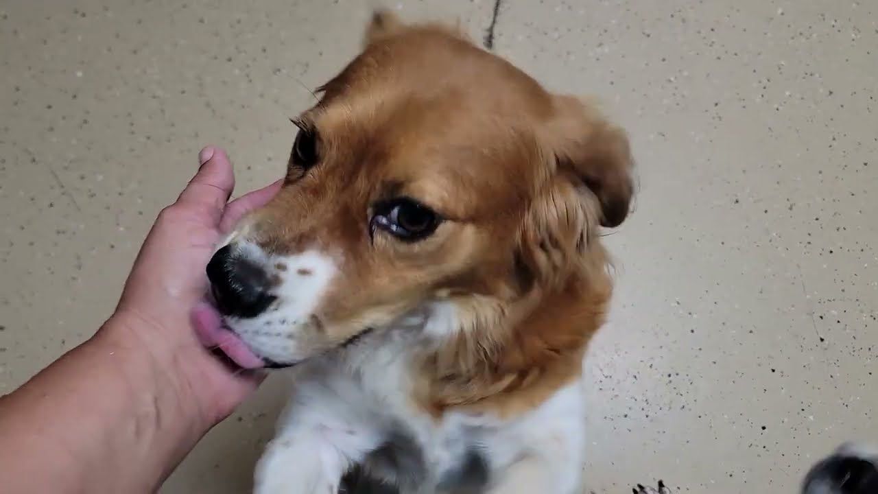 Enlarge Reba - SPONSORED ADOPTION FEE, a Adopted Australian Shepherd in Mount Sterling, KY video 2/6