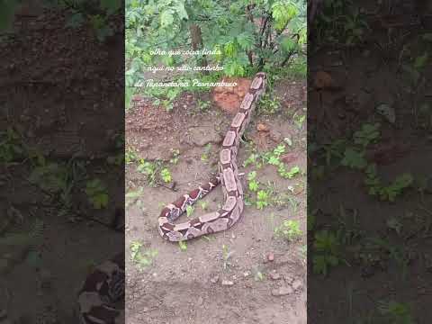 cobra na estrada do sítio cantinho de Tuparetama Pernambuco
