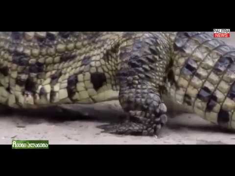 ჩვენი პლანეტა   ნიანგი chveni planeta   niangi