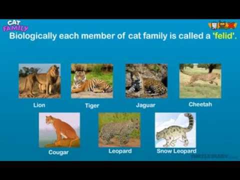 Every Type of Cat in the Cat Family!  *Animal Science for Kids*