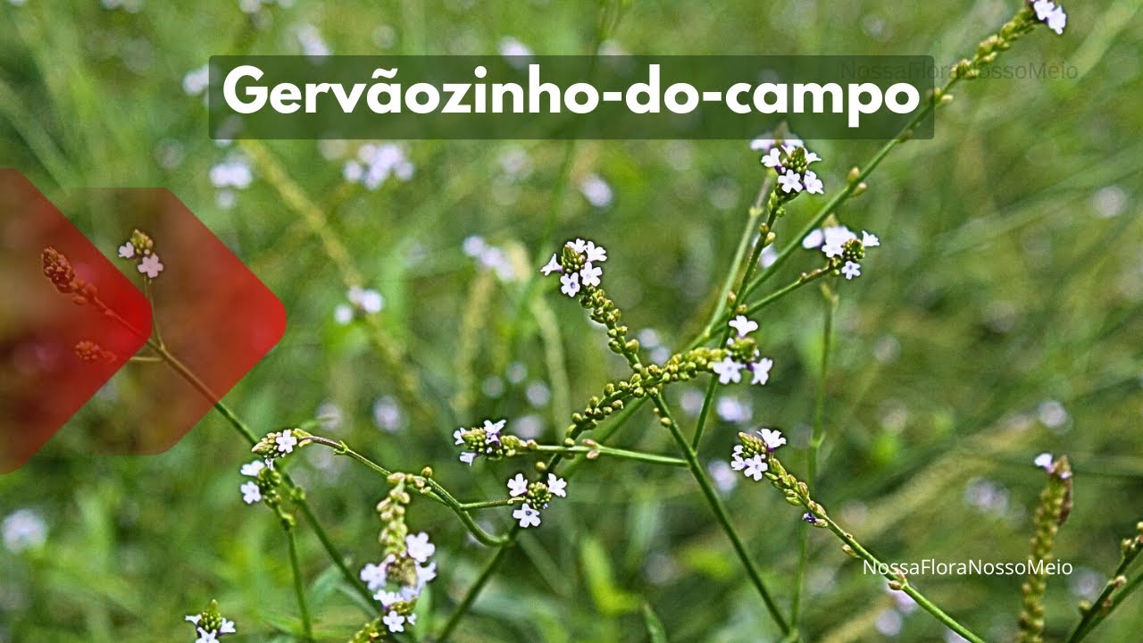 Medicinal uses of Verbena litoralis