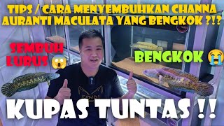 Download lagu No Debate ‼️ Tips / How to Fix a Crooked Auranti Maculata 😱😱... mp3