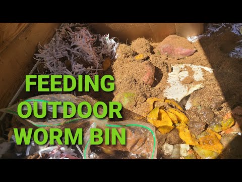 Feeding Outdoor Worm Bin | Worm Farm