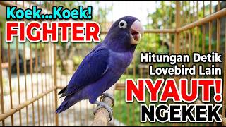Download lagu Lovebird Ngekek Panjang Buat Pancingan, HITUNGAN DETIK Lovebird DIAM Langsung NYAUT mp3 Download lagu Lovebird Ngekek Panjang Buat Pancingan, HITUNGAN DETIK Lovebird DIAM Langsung NYAUT mp3