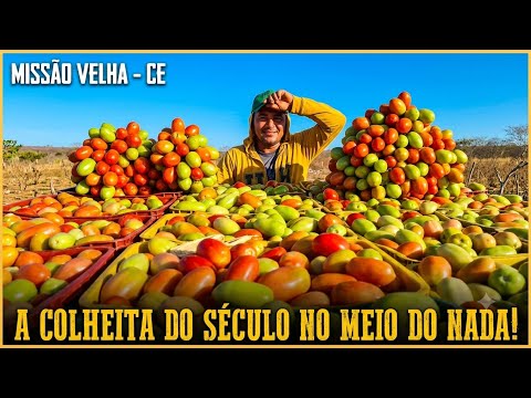 Fui ver a colheita de tomate no Sítio Escondido e o resultado impressionou o Ceará! setembro de 2026