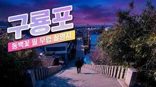 [4K]동백꽃 필 무렵 그곳, 구룡포를 걷다 🌺🌊