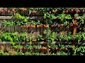 LOOK AT THE PLUMS ON THAT PT1 91 PLUMS Plum Plums PlumTree Fruit Espalier Garden FruitTrees