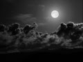Wolf & I by Oh Land (Lyrics)