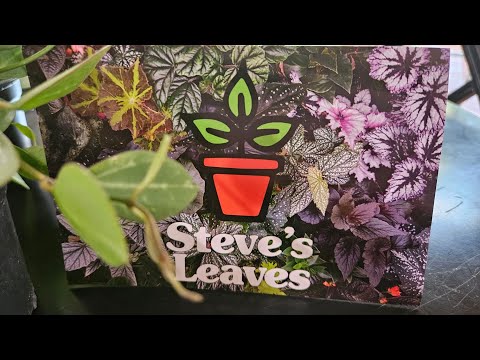 Plant Mail | Steve's Leaves  #plantshopping #hoya #dischidia #plantaddict #plants