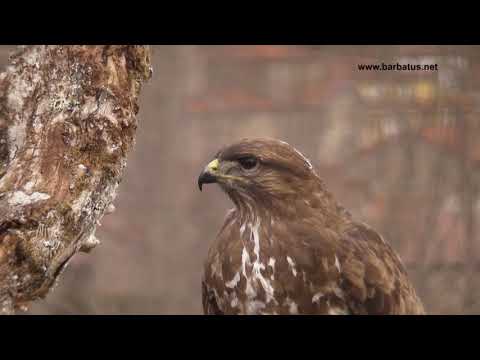 Busardo ratonero ( Buteo buteo ) Buzzard