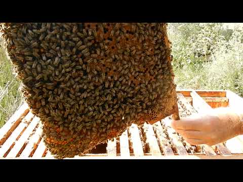 halverwege het inwinteren van een Topkast