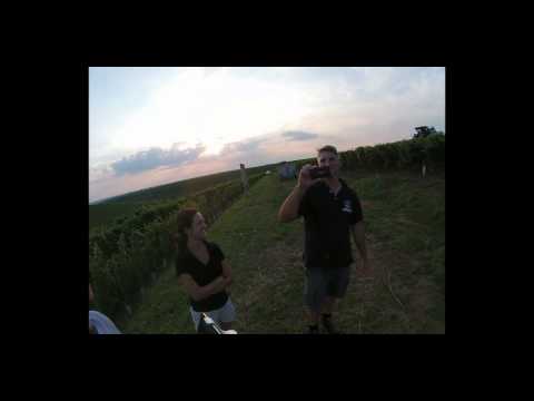 Recolta 2014 @ Cramele Recas