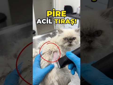 BU KEDİYİ PİRELER SARMIŞ | ACİL TIRAŞ EDİYORUM ! #cat #kedi #pets #kitten