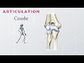 Anatomie  - Articulation du Coude