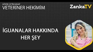 Veteriner Hekimim - İguanalar Hakkında Her Şey! #iguana