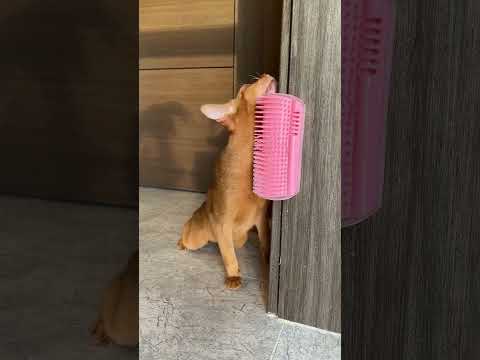 Your Cat Can Groom Itself Now 😻✨