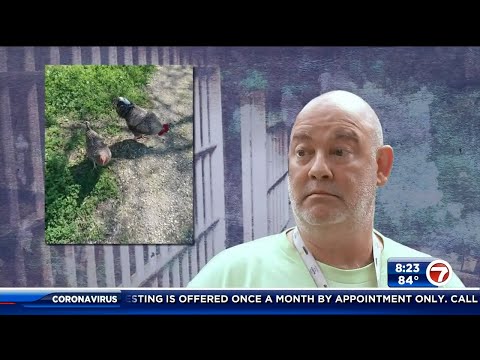 Florida man spends time in jail for killing neighbor's rooster