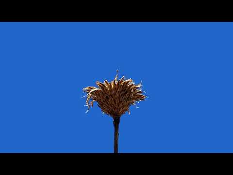 Home - Joan Shelley