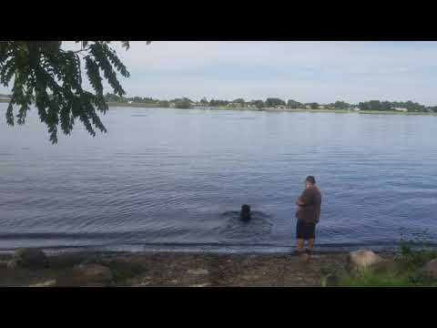 BJ & Lucy swimming in the Columbia River #fypシ #viralshorts #viralvideo #adoptionawareness
