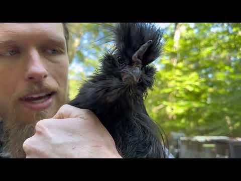 Smokey Cat, Roosters and Emus on This Farm Animal Sanctuary Vlog