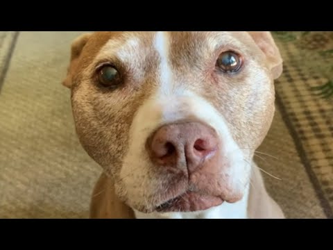 Un perro de refugio no deseado es adoptado después de 8 años