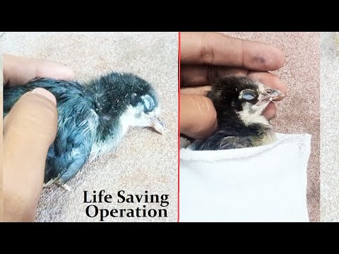 Life saving operation on baby chick | Chick rescue and give her new life